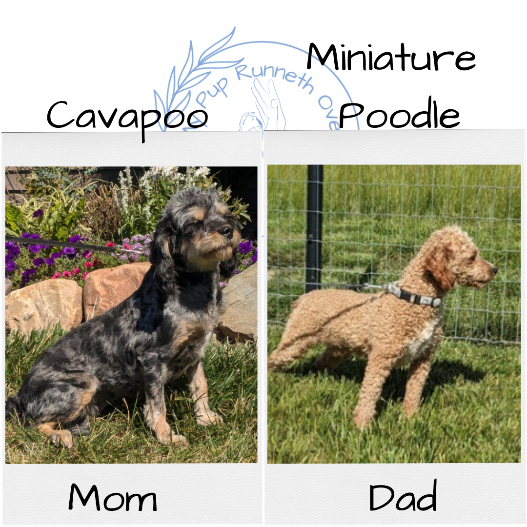 CAVAPOO (10/10) MALE