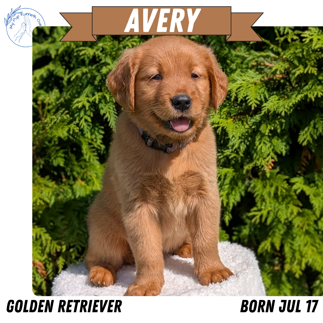 GOLDEN RETRIEVER (07/17) FEMALE