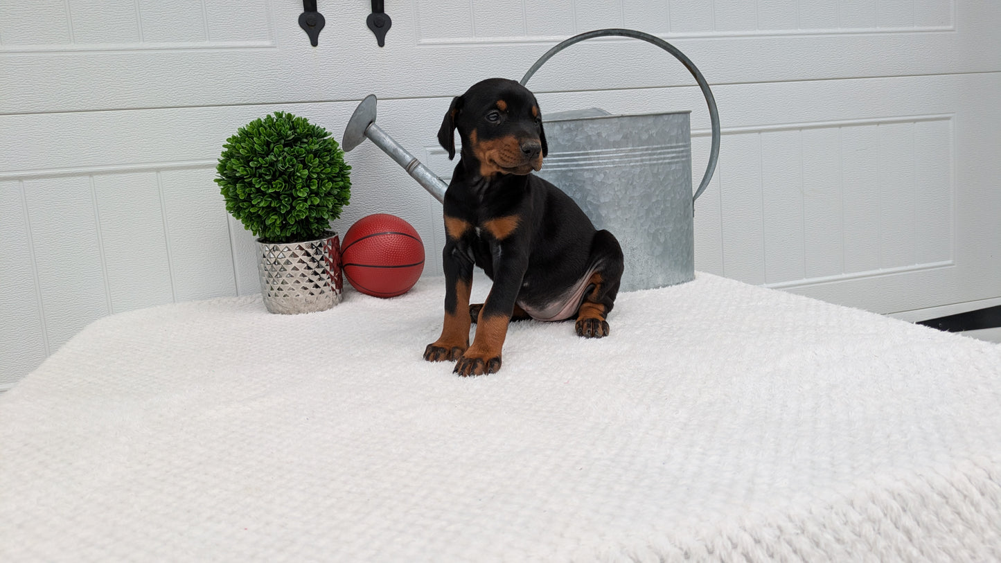 DOBERMAN PINSCHER (03/22) FEMALE
