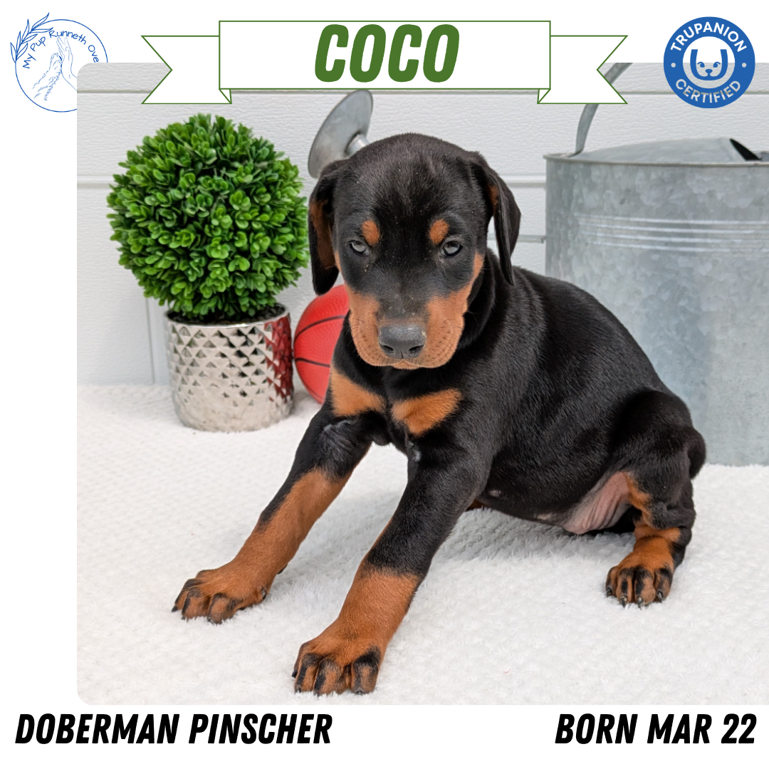 DOBERMAN PINSCHER (03/22) FEMALE