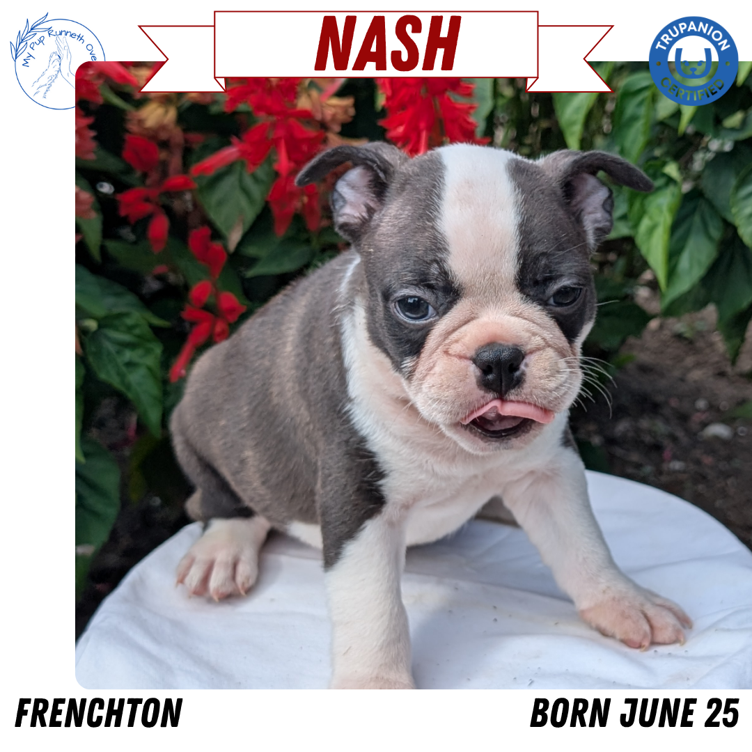 FRENCHTON (06/25) MALE