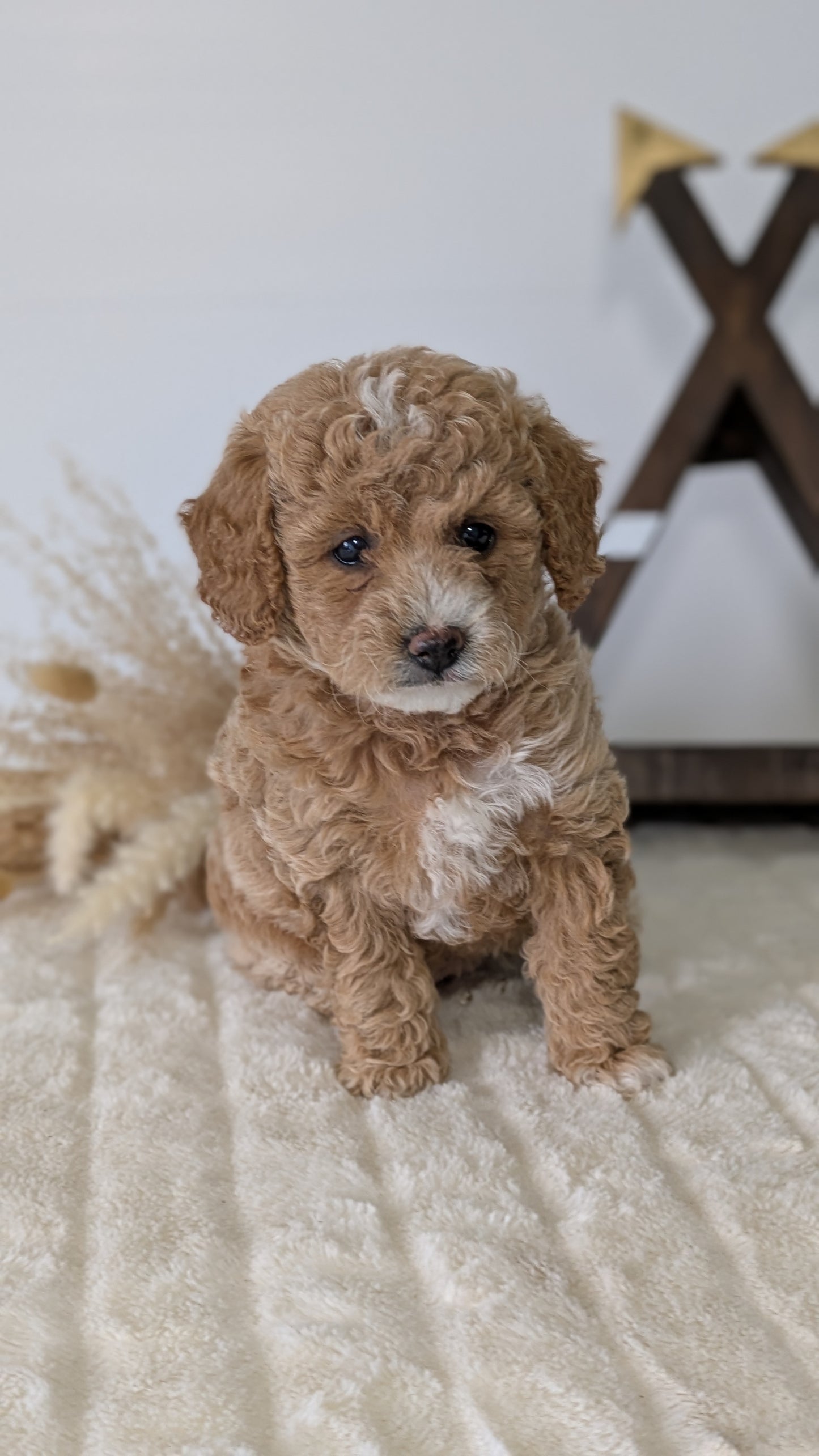 MINI GOLDENDOODLE (03/28) FEMALE