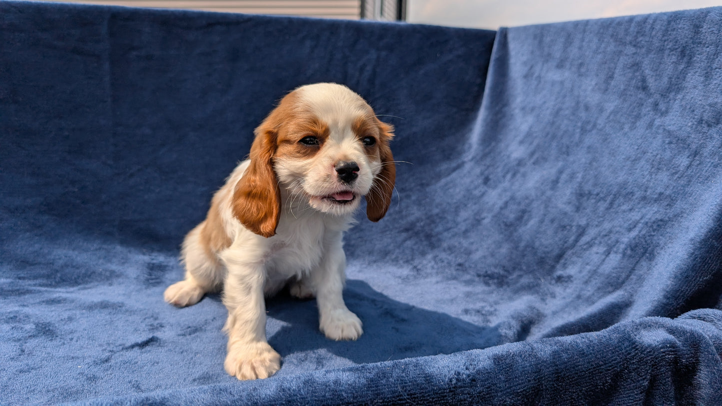 CAVALIER (05/19) MALE