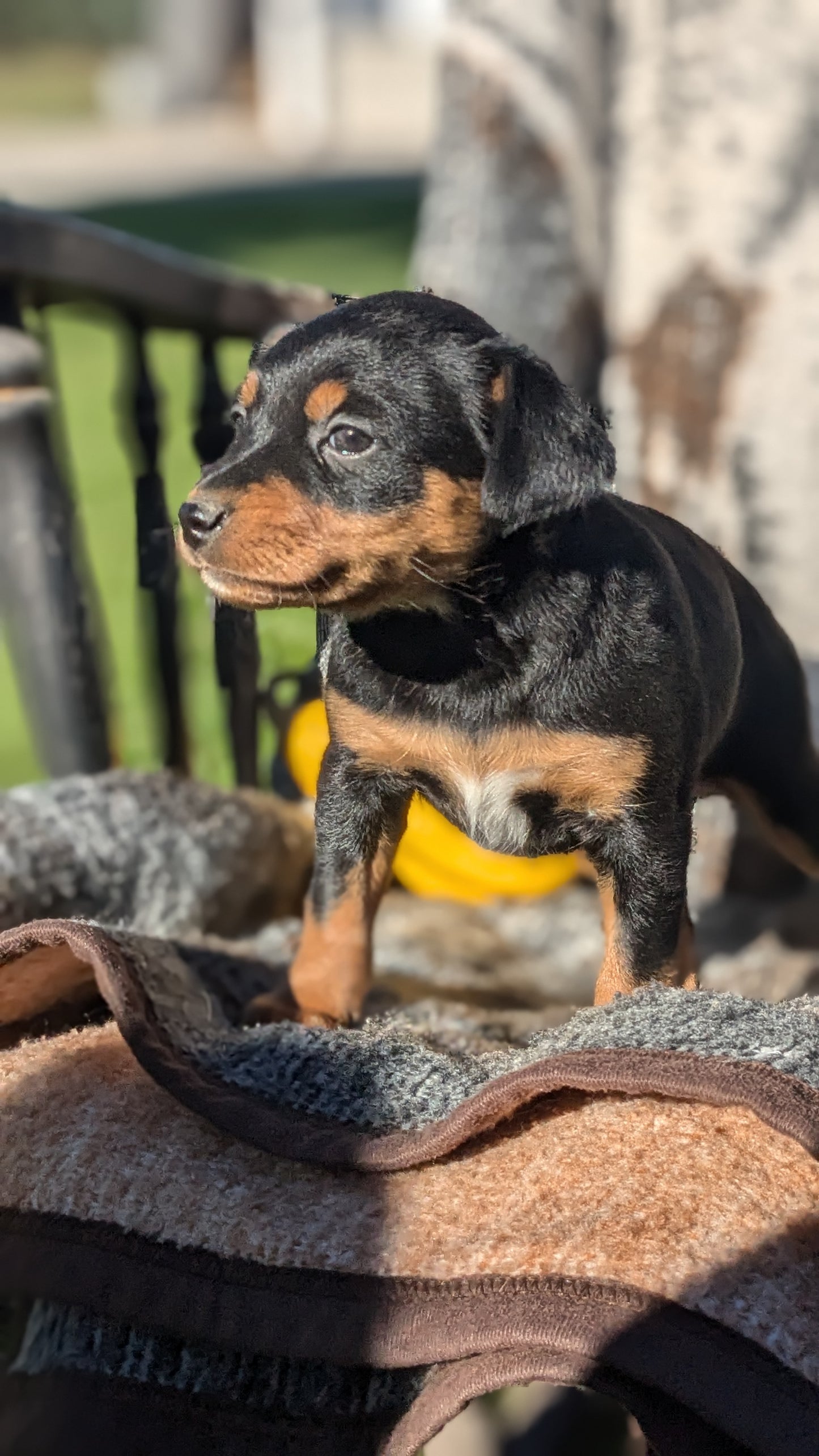 MINI PINSCHER (08/24) FEMALE