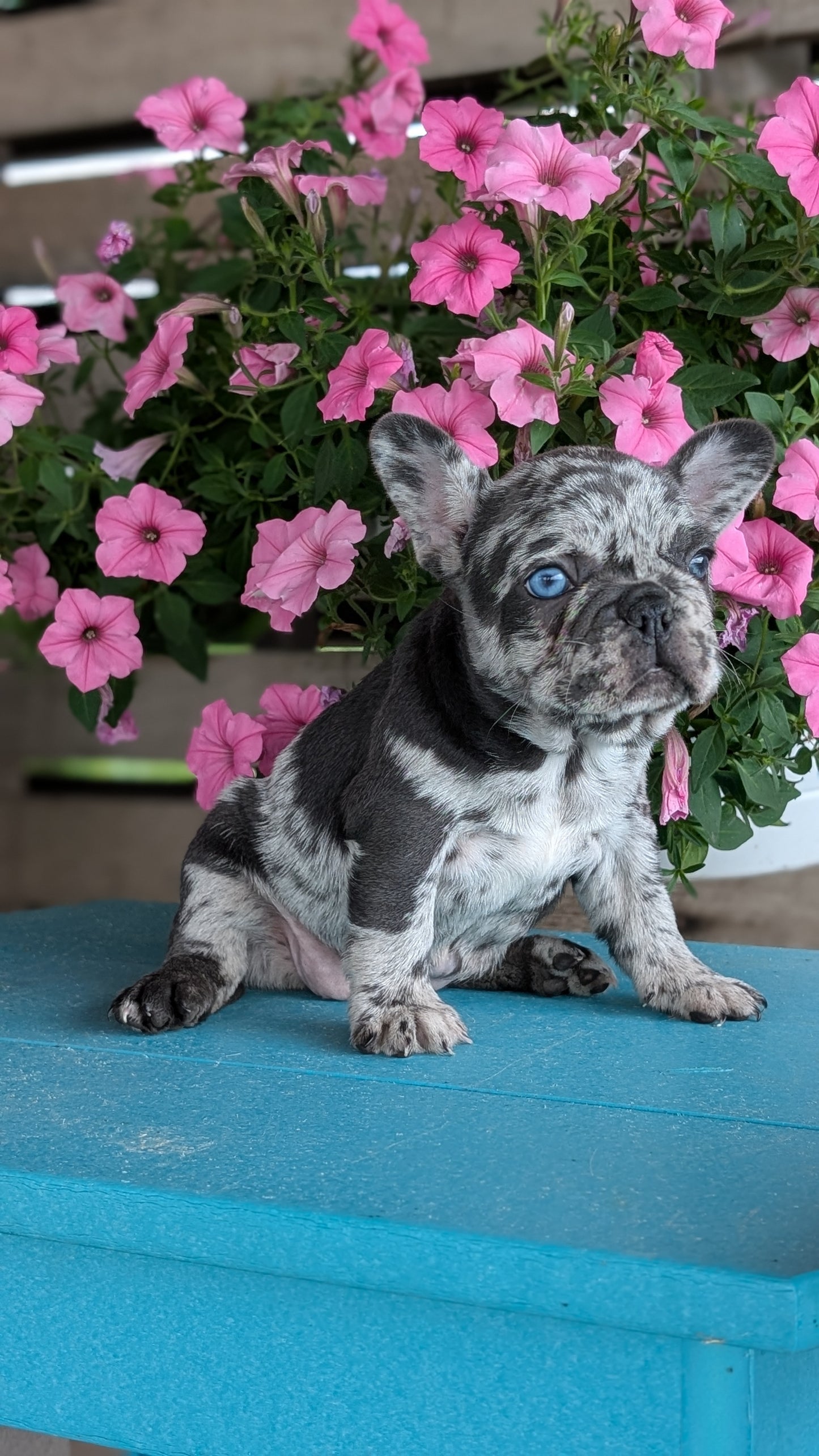 FRENCH BULLDOG (06/30) FEMALE