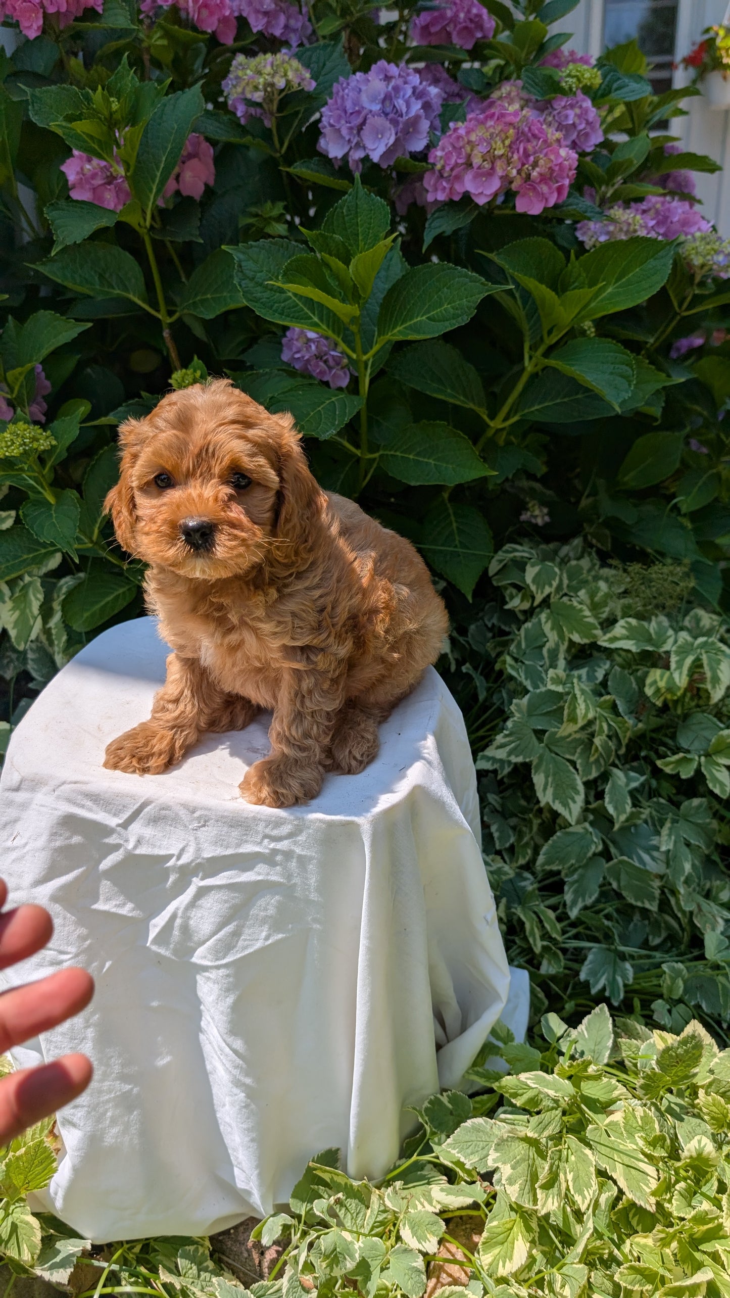 CAVAPOO (05/23) MALE