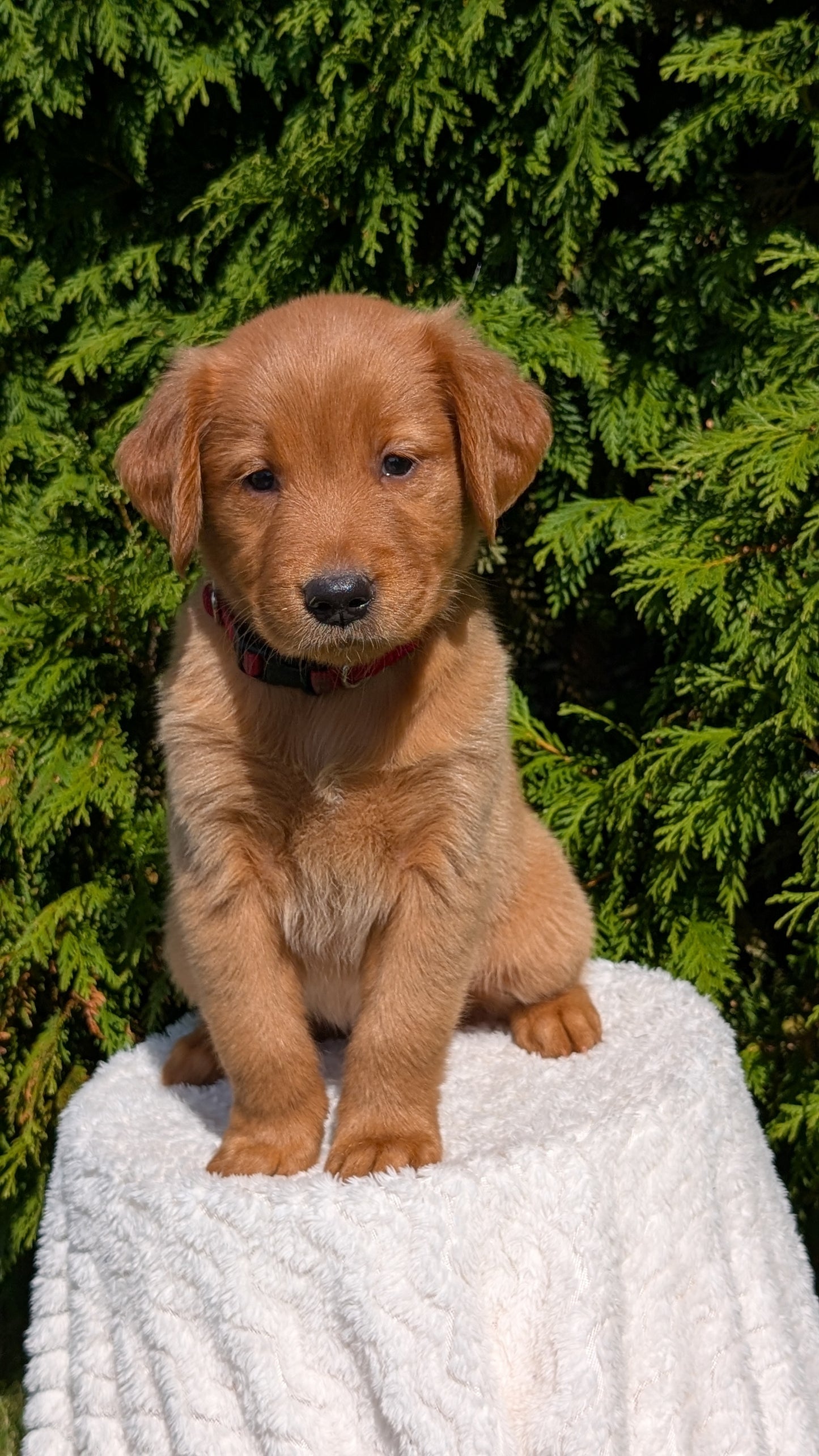 GOLDEN RETRIEVER (07/17) FEMALE