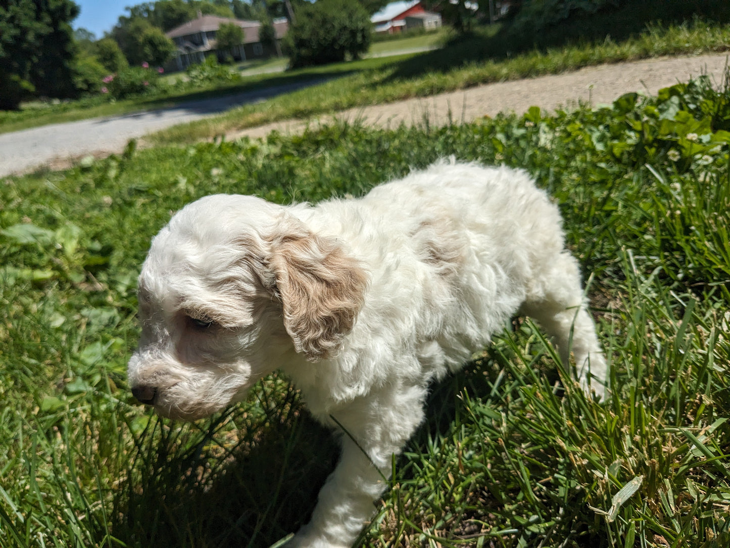 MINI POODLE (04/27) MALE