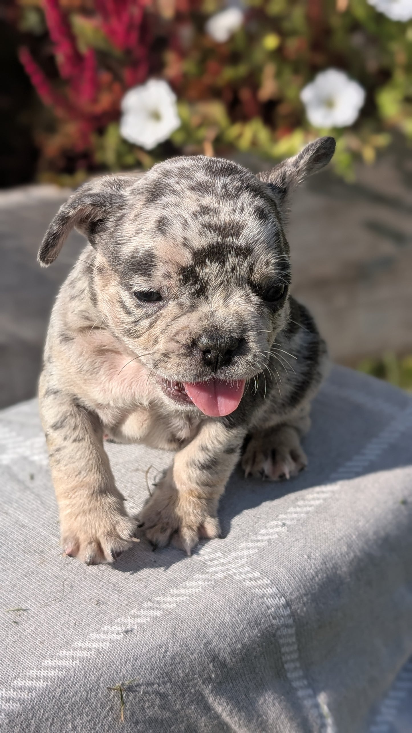 FRENCH BULLDOG (07/03) MALE