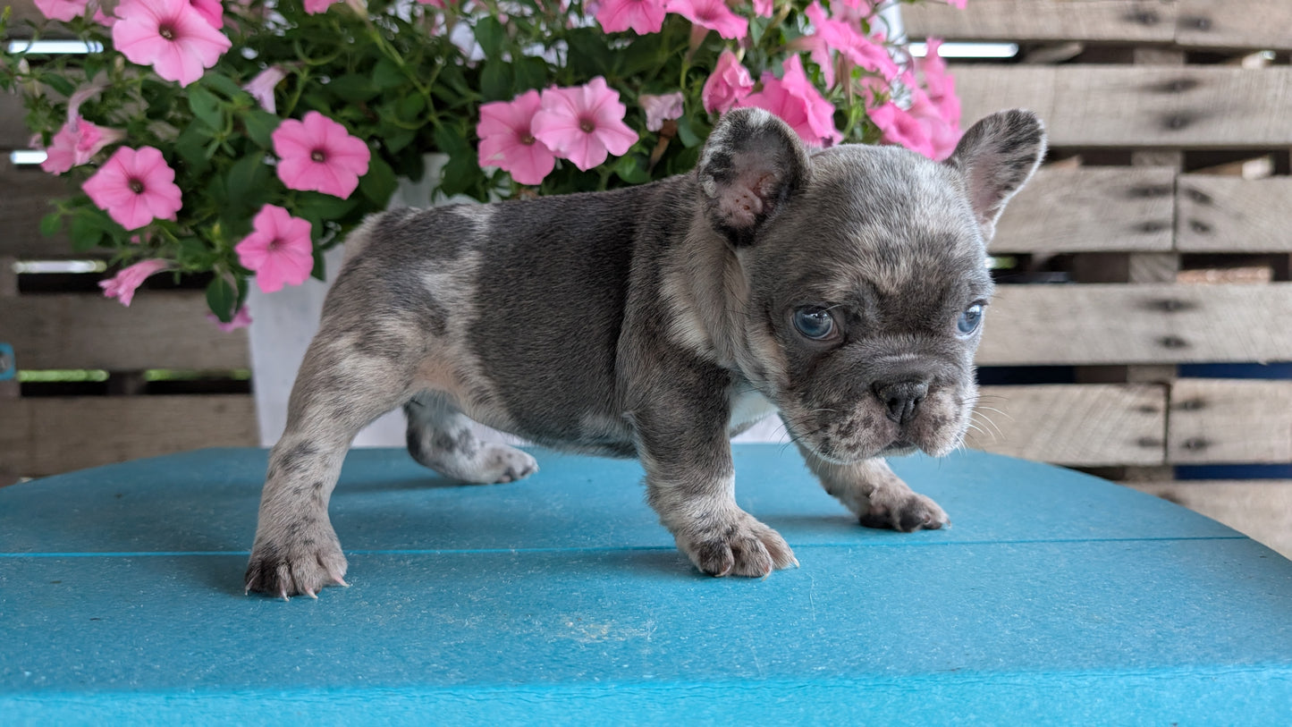 FRENCH BULLDOG (06/30) FEMALE