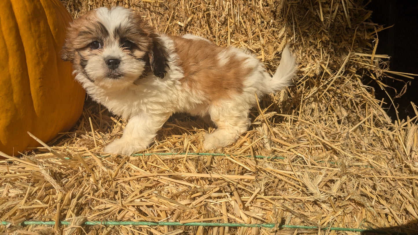 TEDDY BEAR (08/16) FEMALE