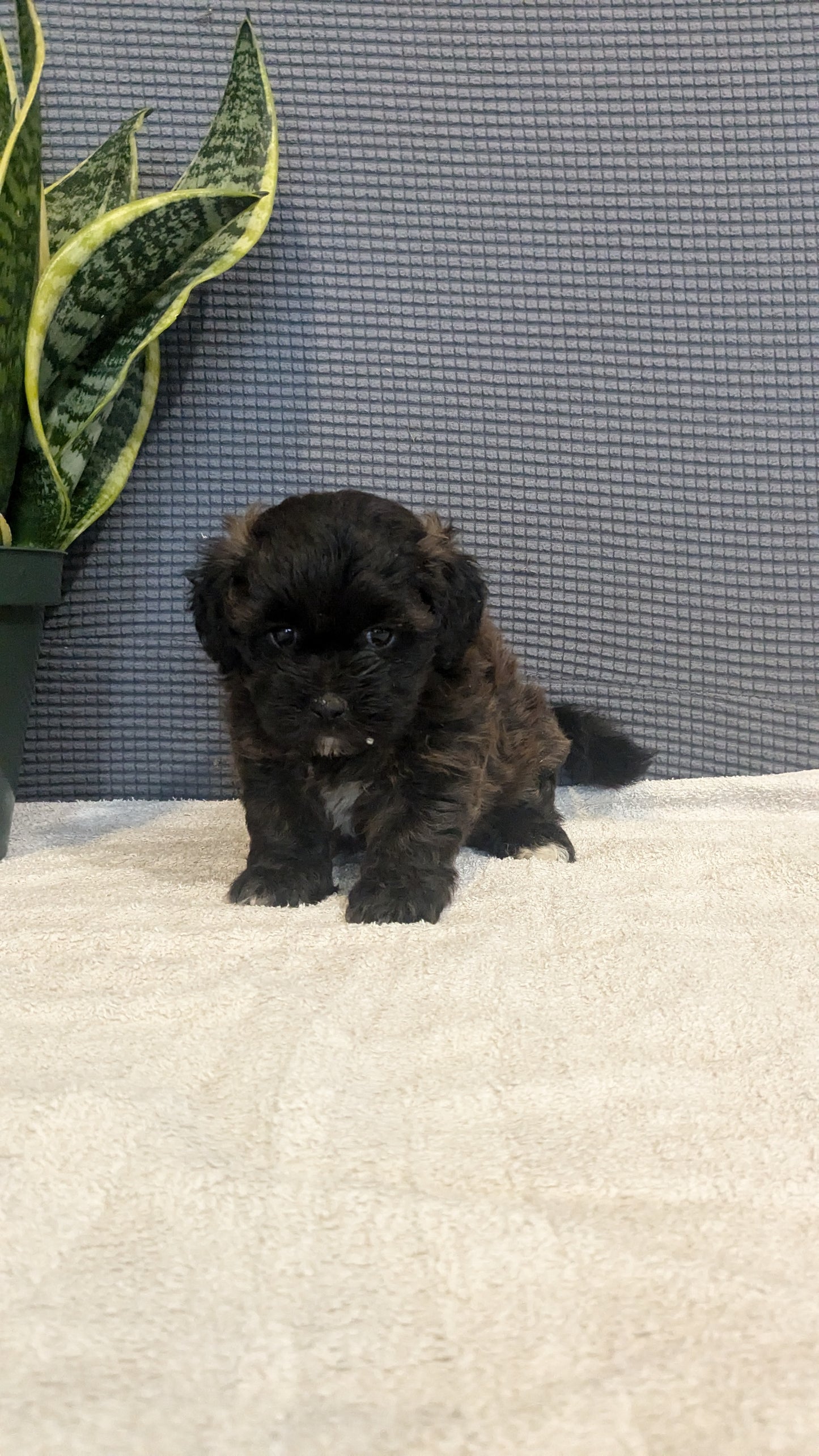 SHIH-POO (06/25) FEMALE