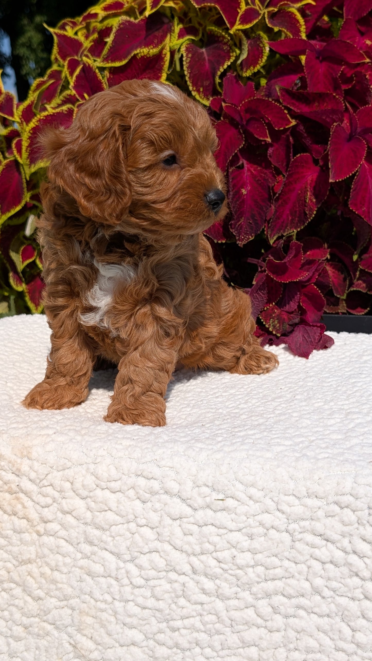 CAVAPOO (07/06) MALE