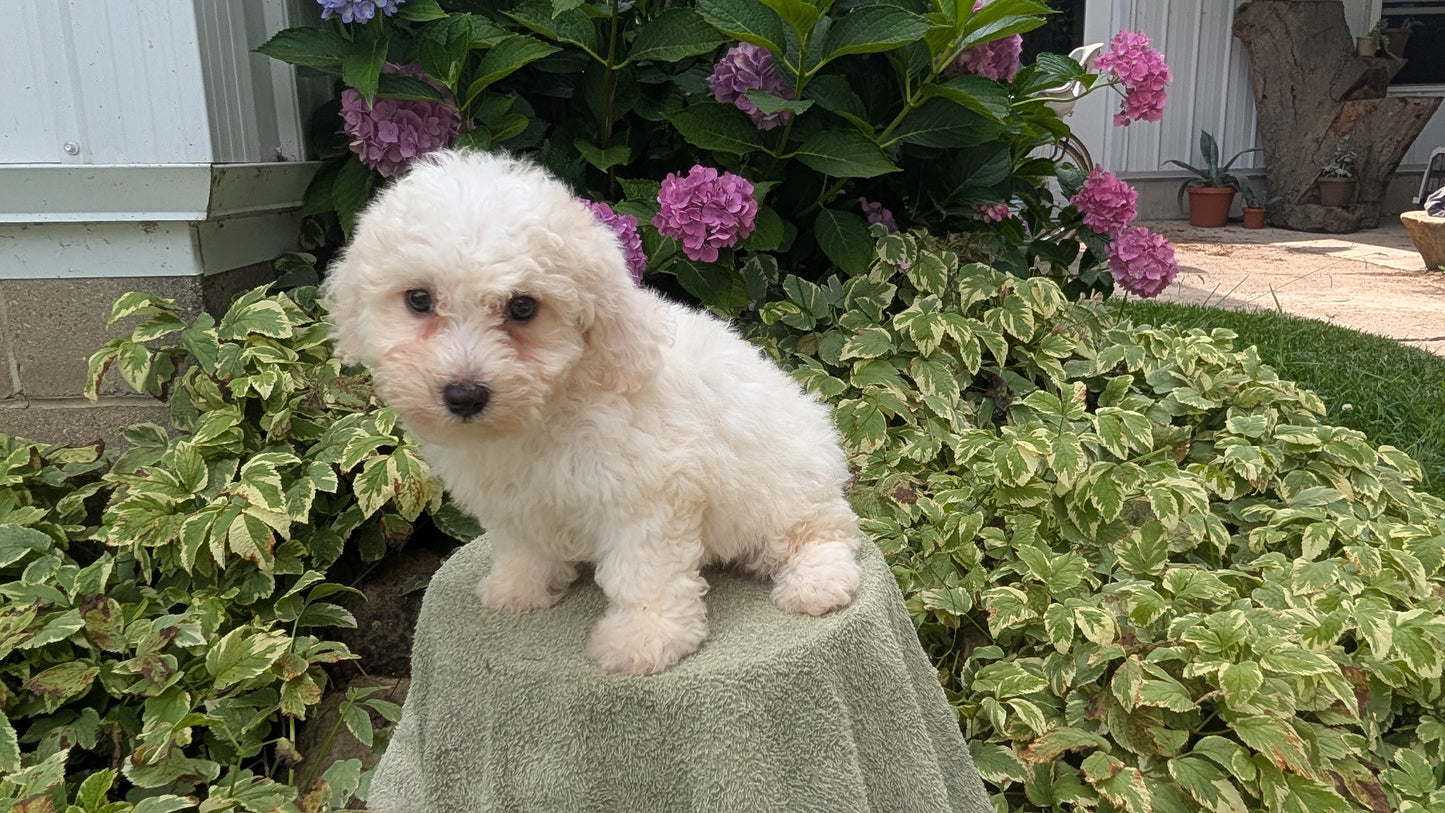 BICHON FRISE (06/19) FEMALE