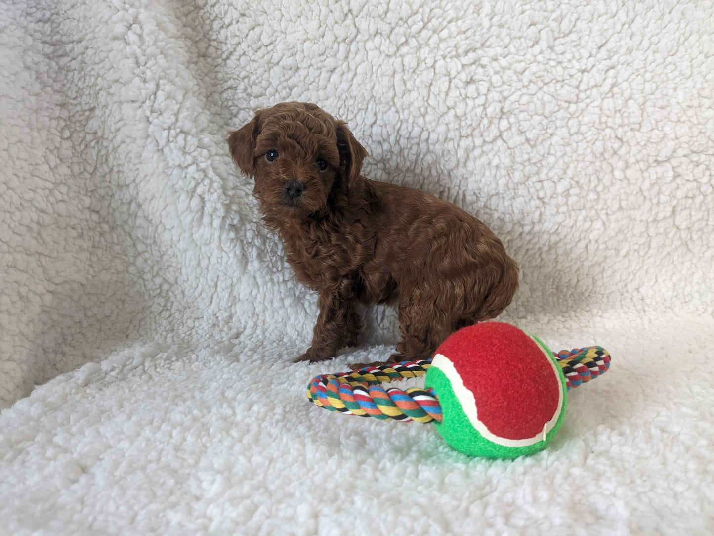 TOY POODLES (02/23/24) FEMALE