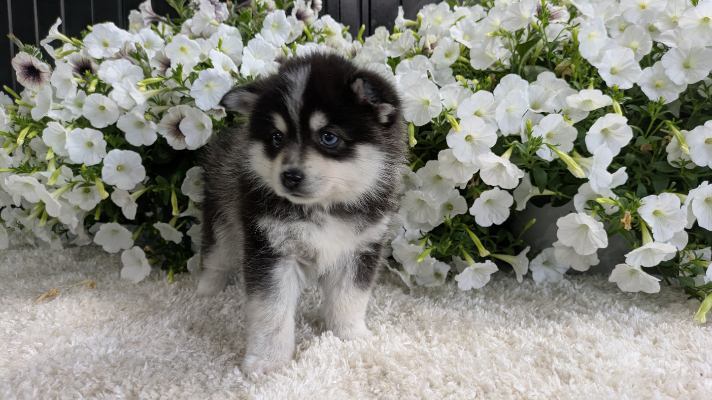 POMSKY (04/01) MALE