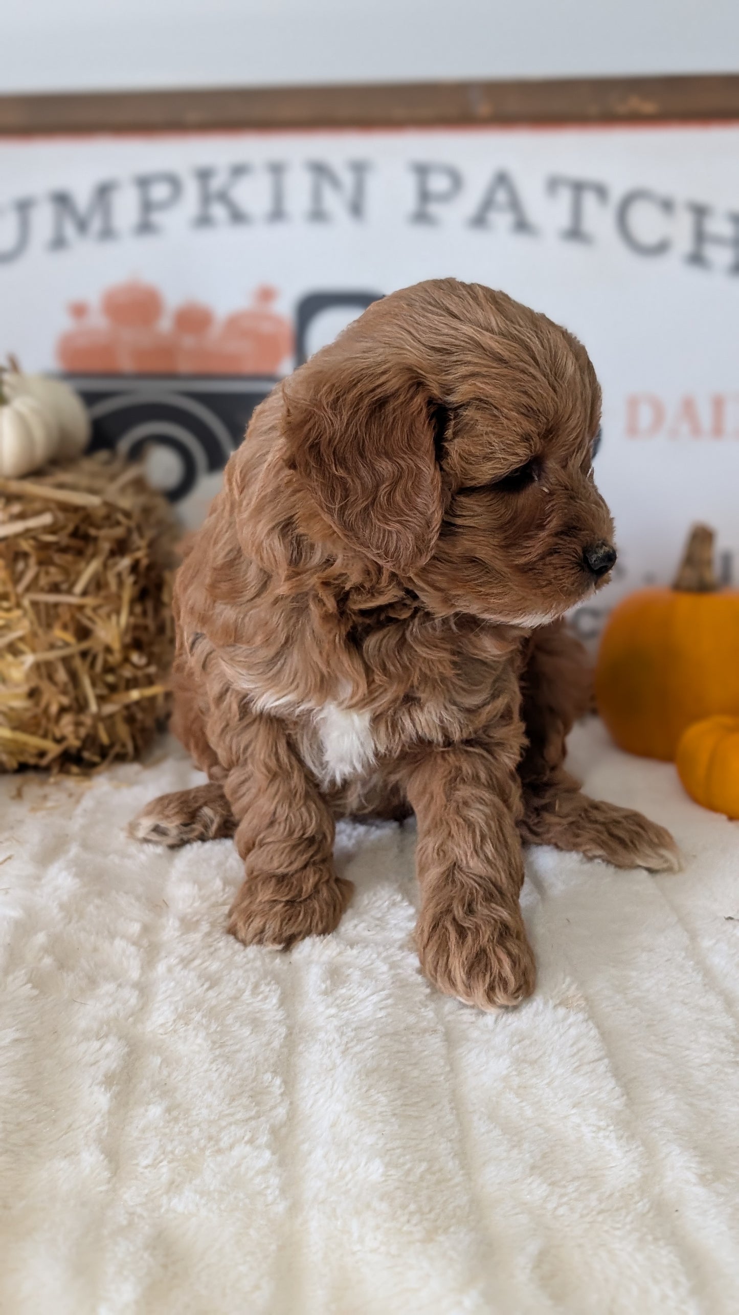 MINI GOLDENDOODLE (09/21) FEMALE