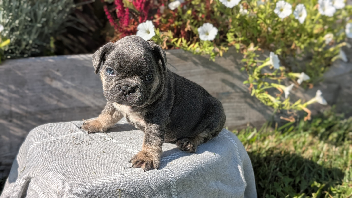 FRENCH BULLDOG (07/03) MALE