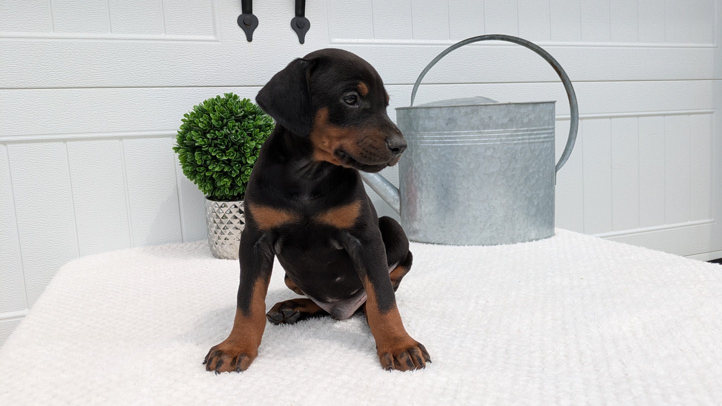 DOBERMAN PINSCHER (03/22) MALE