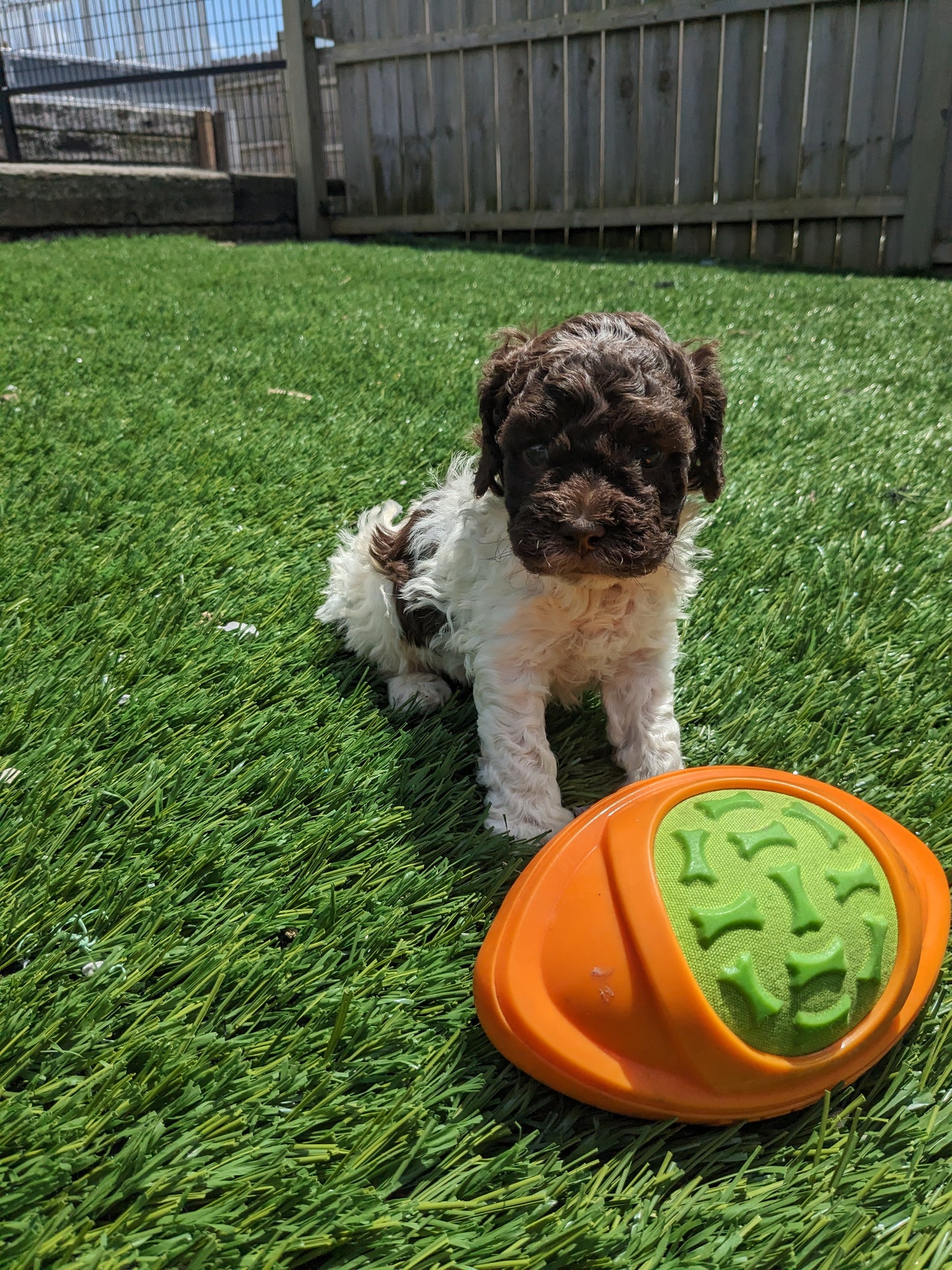 COCKAPOO (05/02) MALE