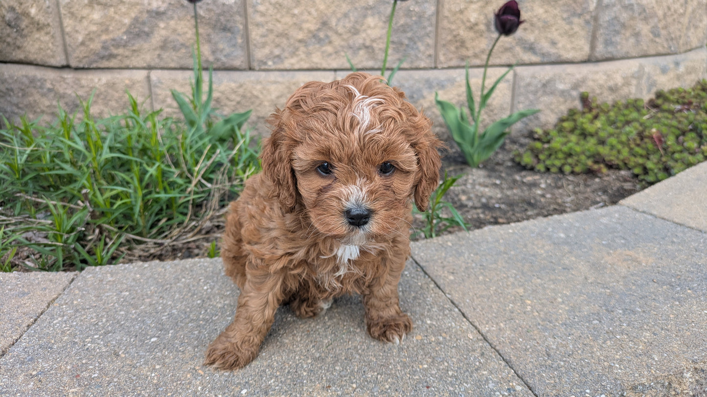 CAVAPOO (03/24) FEMALE
