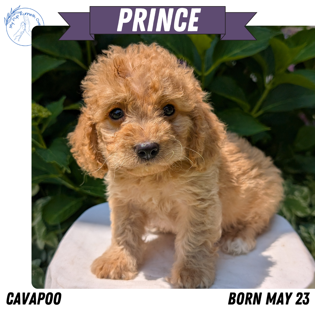 CAVAPOO (05/23) MALE