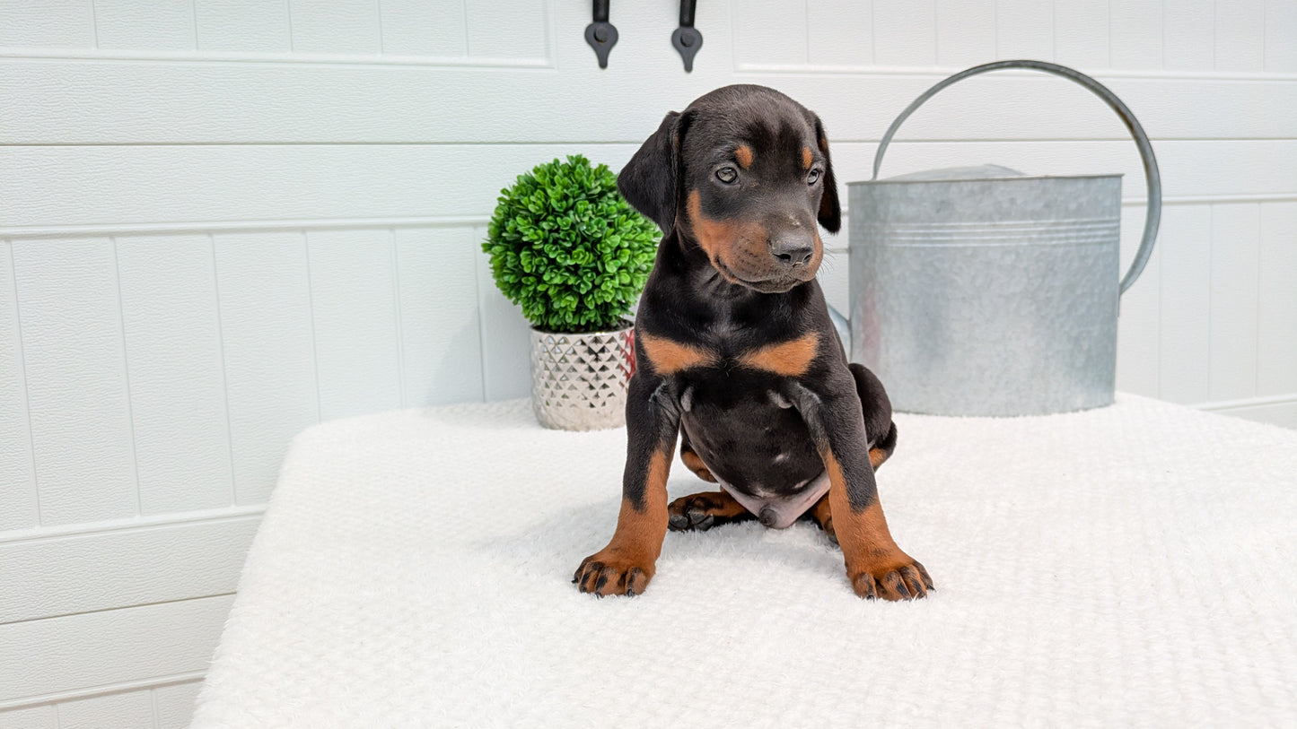 DOBERMAN PINSCHER (03/22) MALE