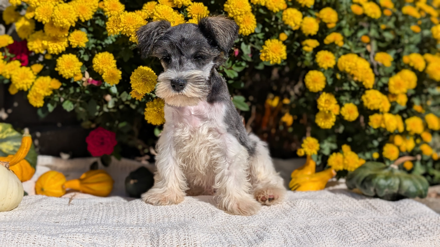 MINI SCHNAUZER (08/06) MALE