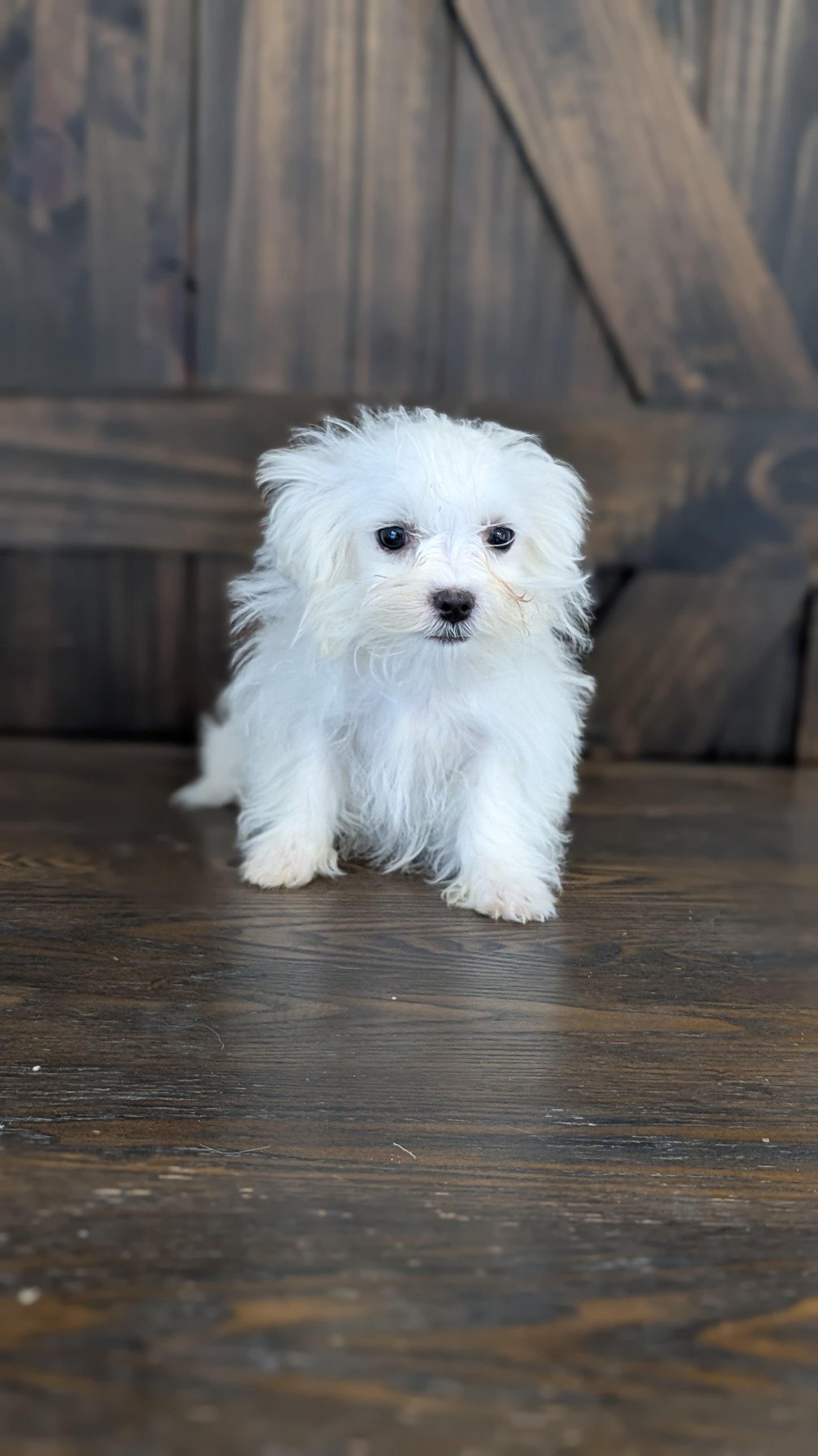 MALTESE (NOV 09) MALES