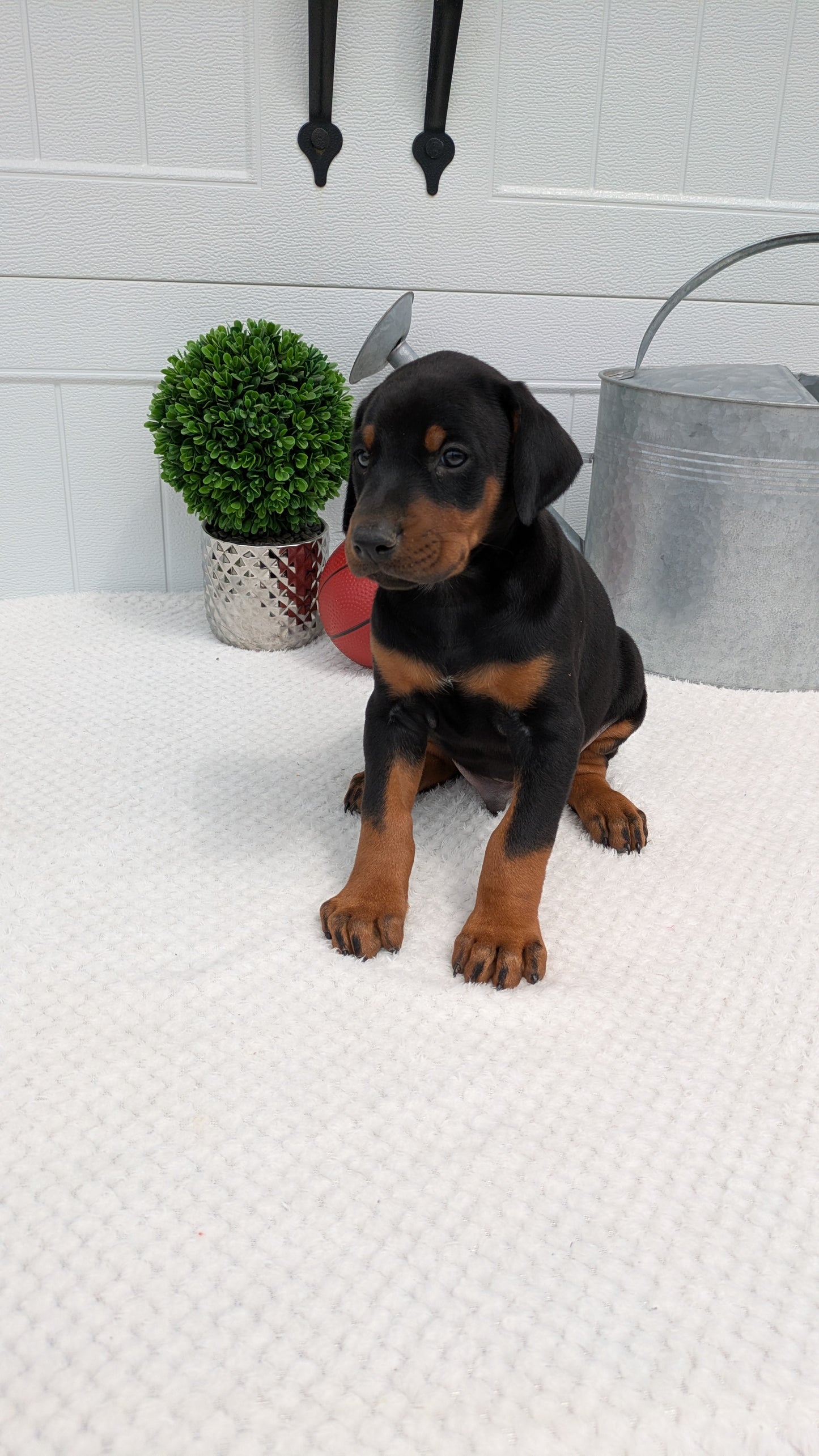 DOBERMAN PINSCHER (03/22) MALE