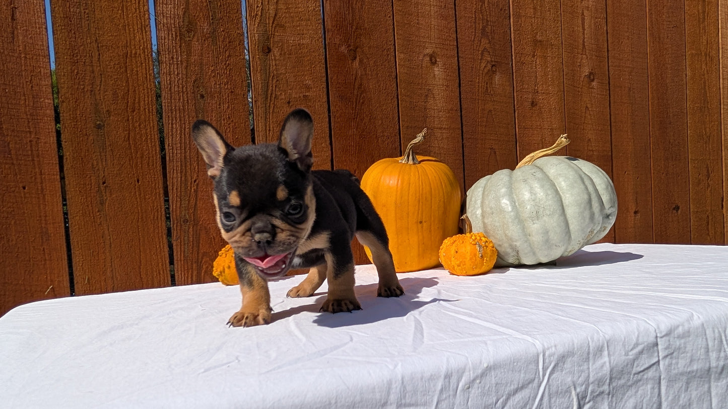 FRENCH BULLDOG (08/12) MALE