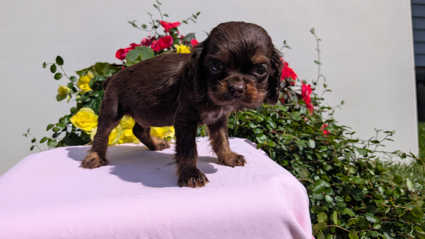 COCKER SPANIEL (07/16) MALE