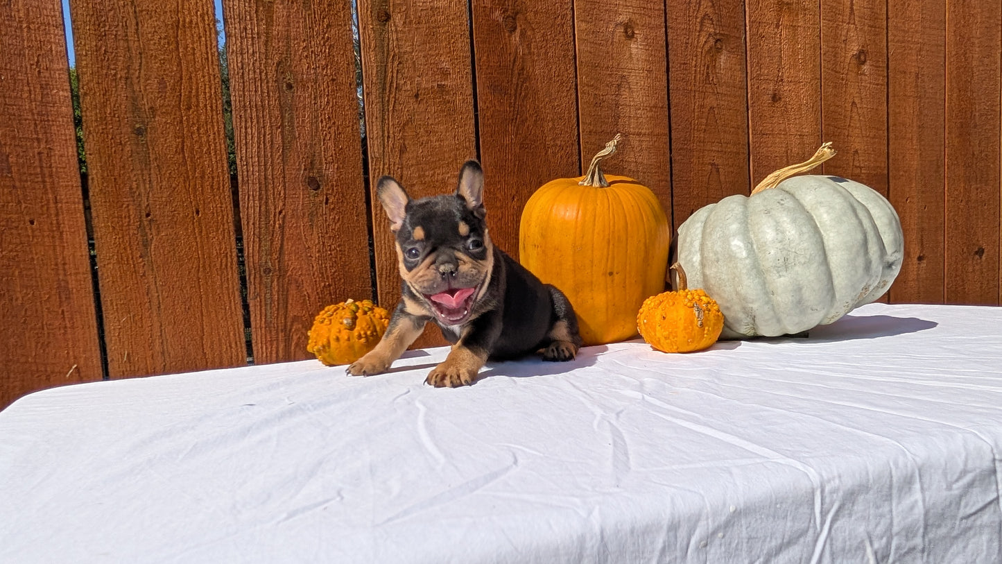 FRENCH BULLDOG (08/12) MALE