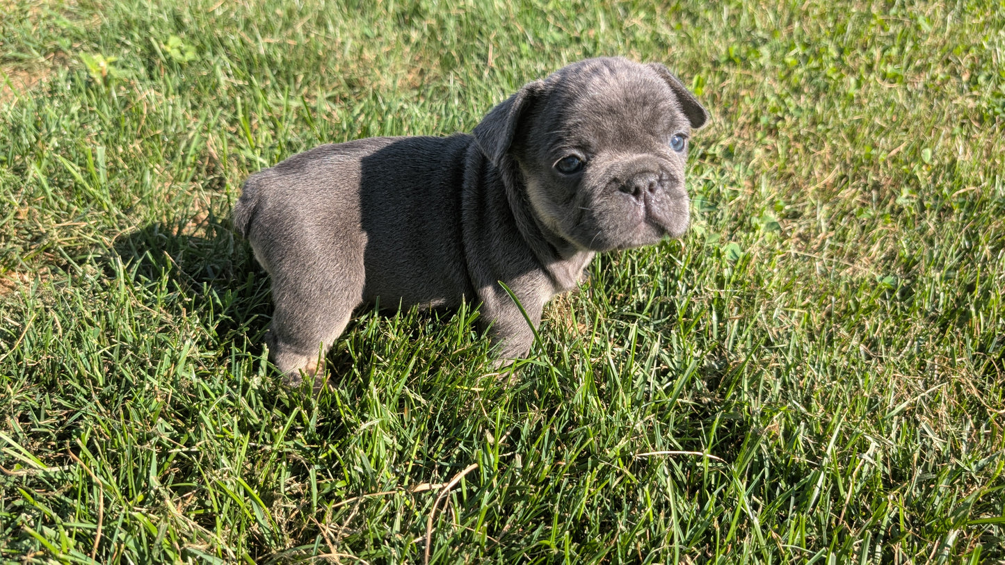 FRENCH BULLDOG (07/03) FEMALE