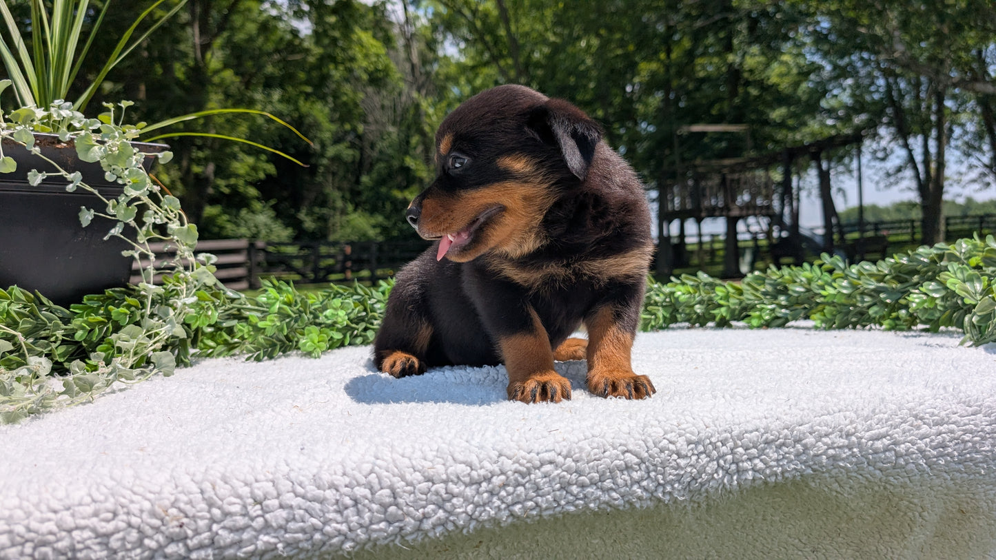 ROTTWEILER (05/28) FEMALE