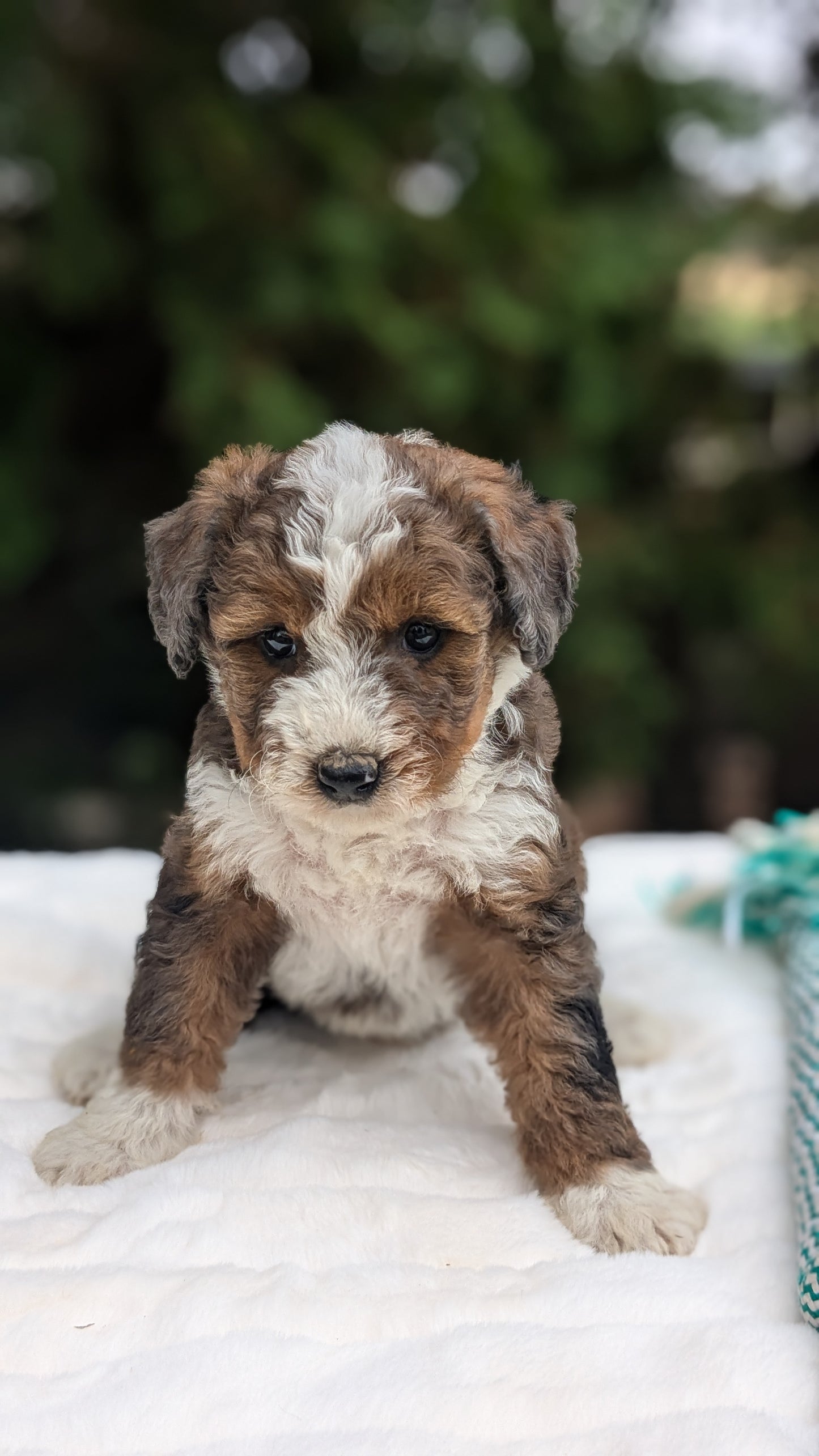 MINI BERNEDOODLE (09/24) FEMALE