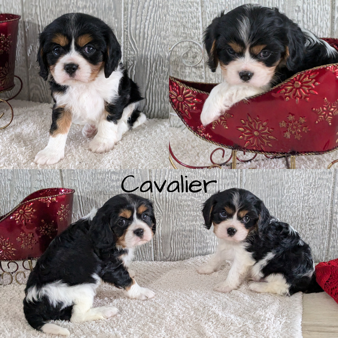 CAVALIER (09/11) FEMALE