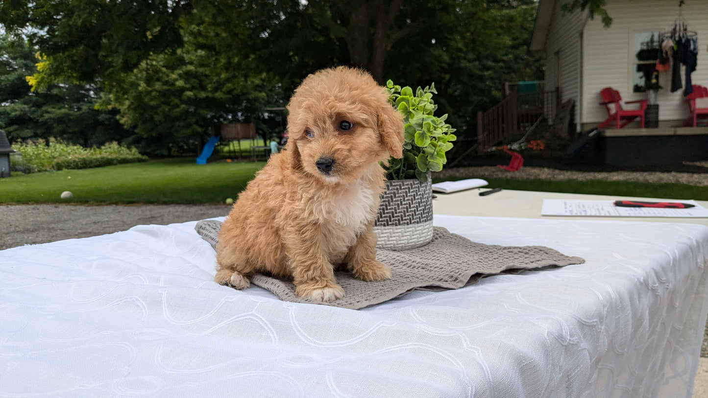 MINI GOLDENDOODLE (06/09) MALE