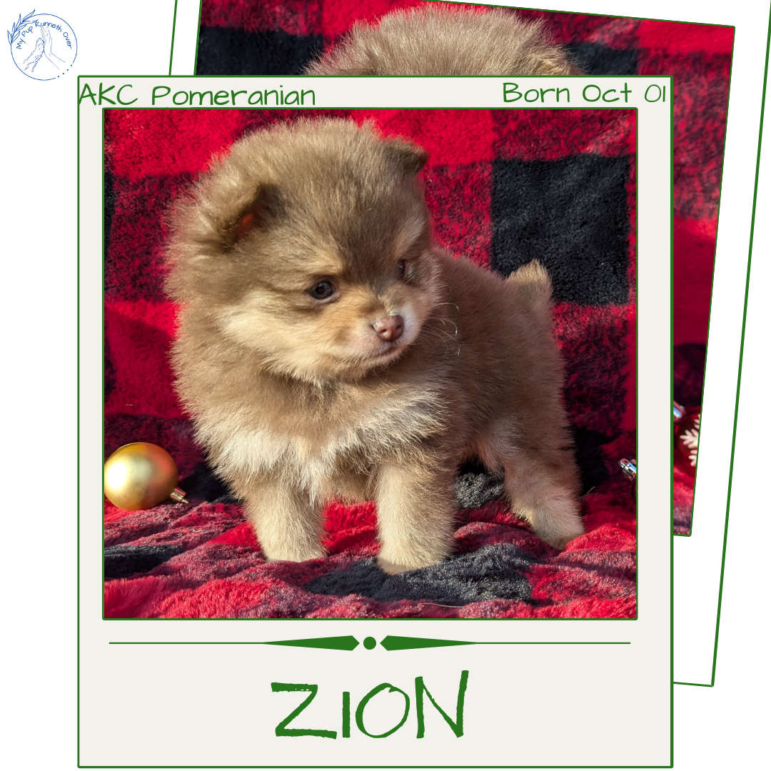 POMERANIAM (10/01) MALE