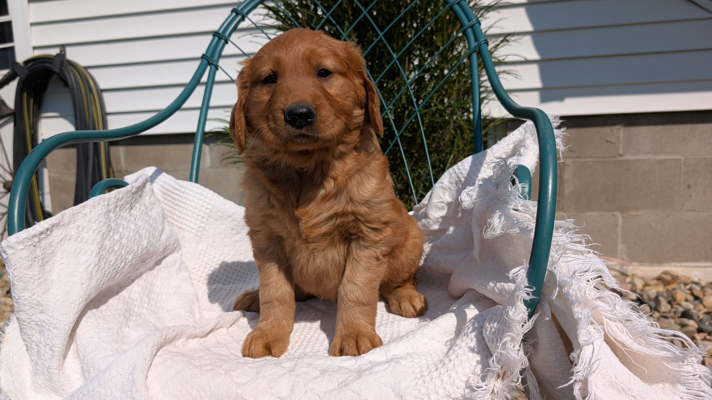 GOLDEN RETRIEVER (07/24) MALE