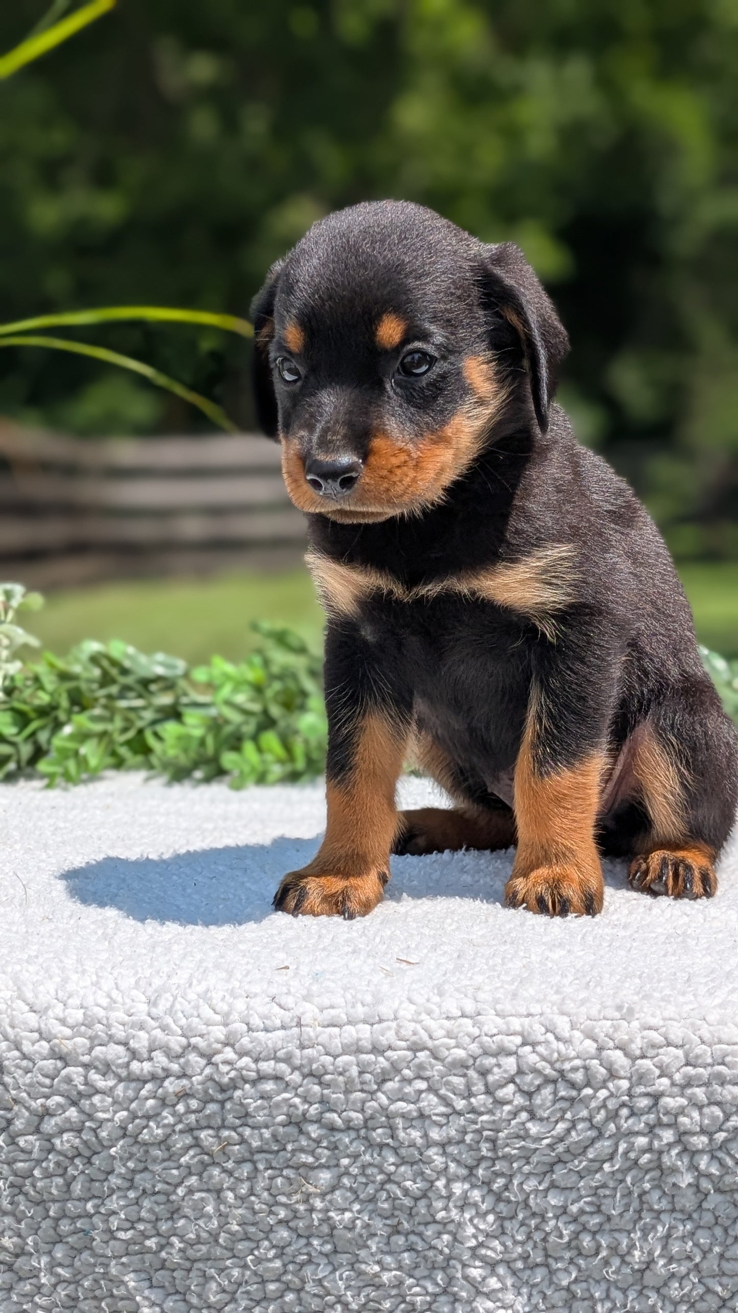 ROTTWEILER (05/28) FEMALE