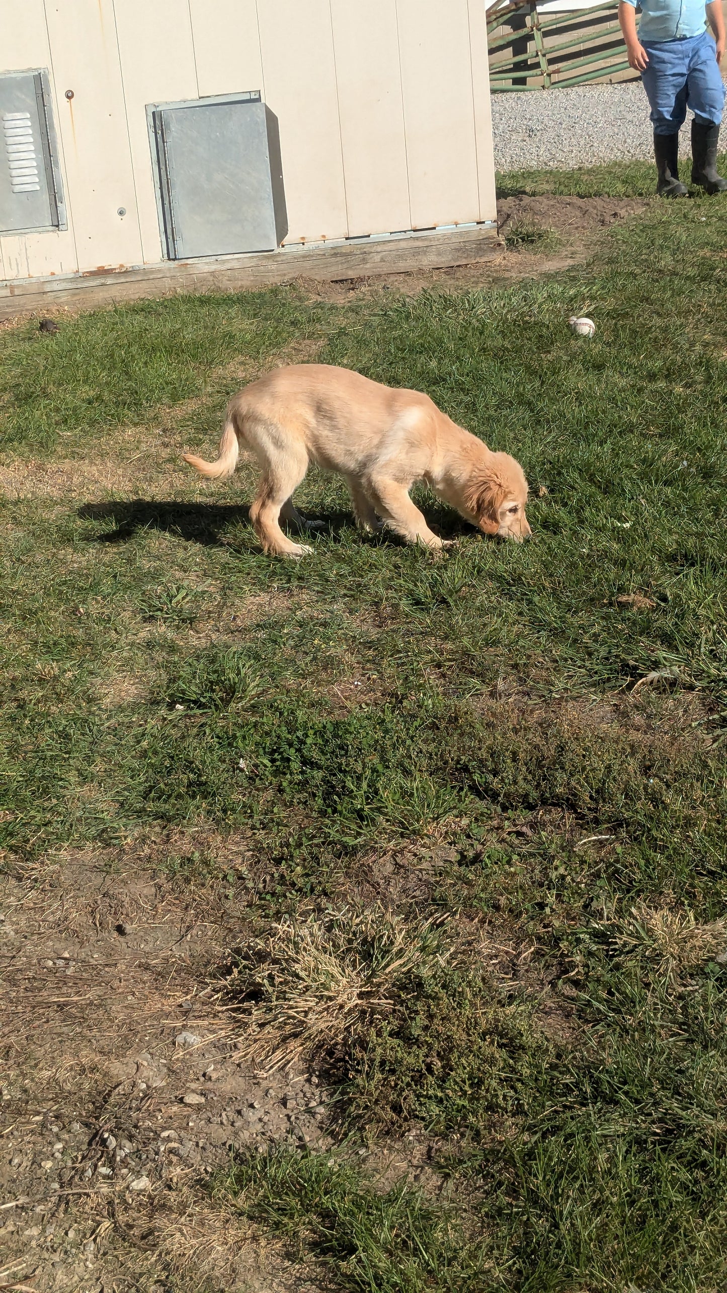GOLDEN RETRIEVER (06/24) FEMALE