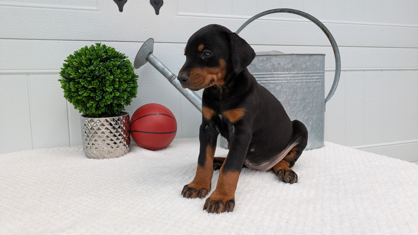 DOBERMAN PINSCHER (03/22) FEMALE