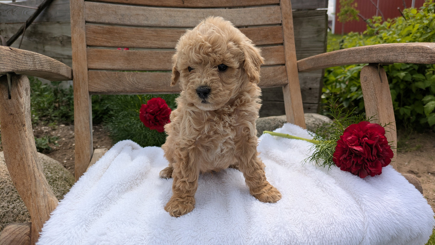 MINI POODLE (03/30) MALE