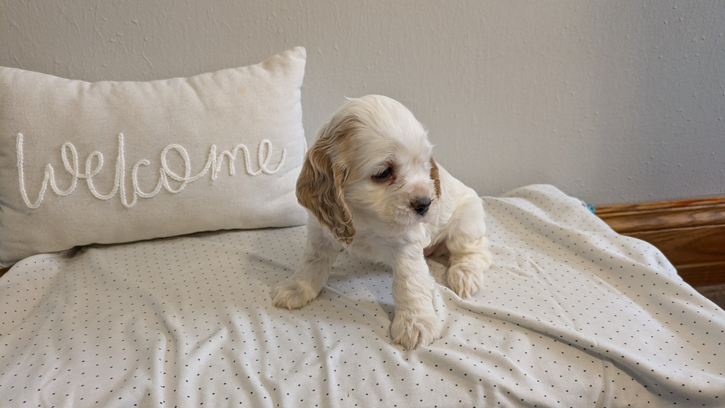 COCKER SPANIEL (02/14) FEMALE