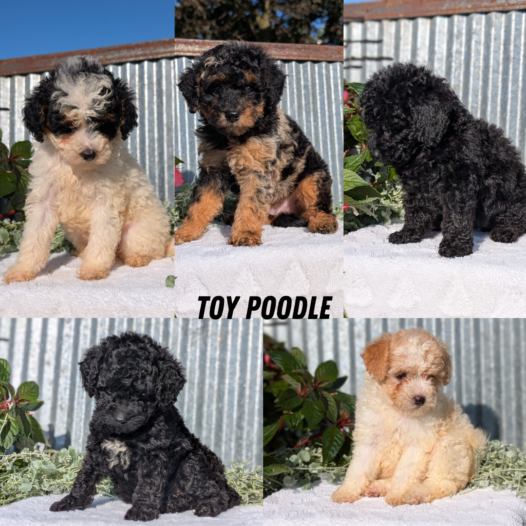 TOY POODLE (07/06) MALE