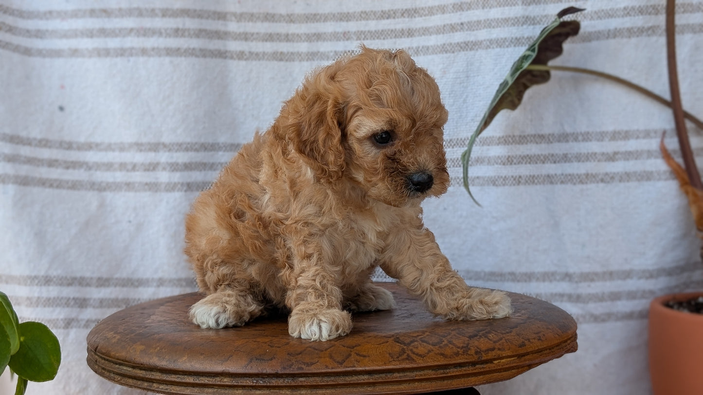 CAVAPOO (MAY 23) FEMALES