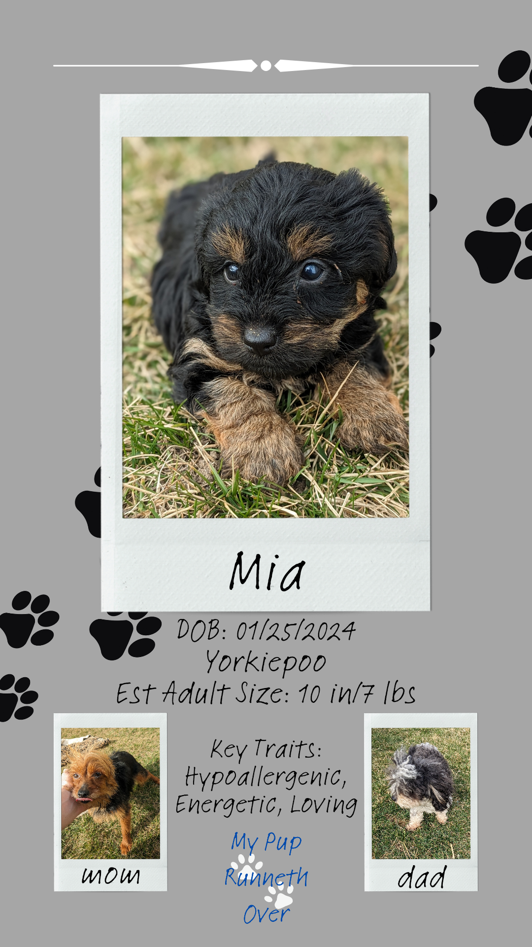 YORKIPOO (1/25) FEMALE