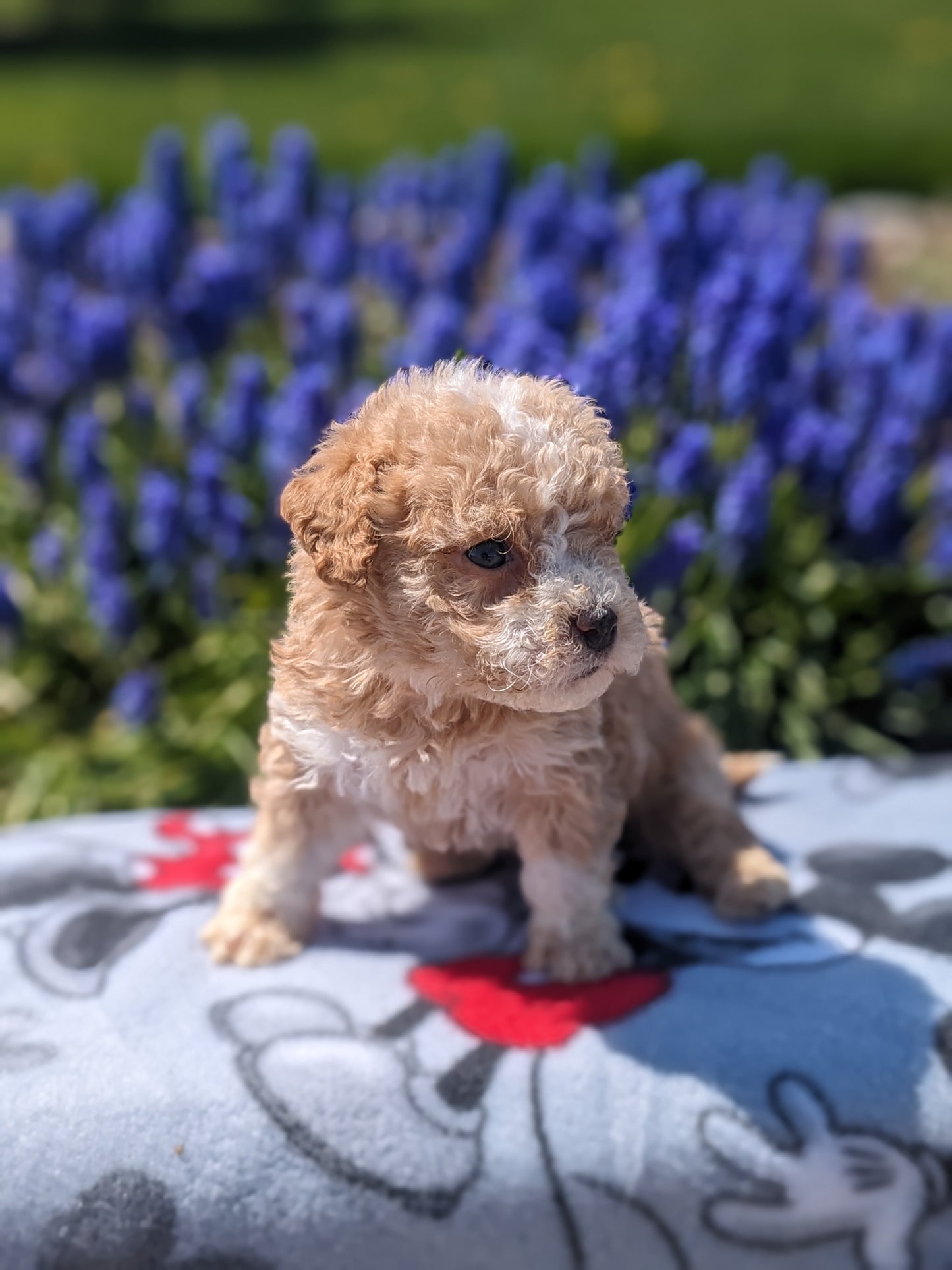 MICRO BERNEDOODLES (03/18) FEMALE