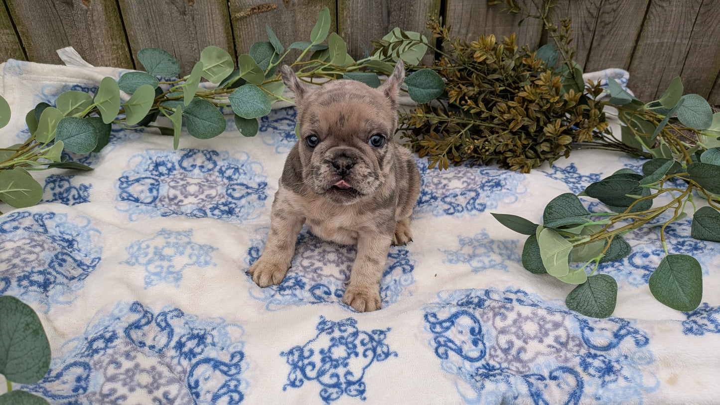 FRENCH BULLDOG (03/04) FEMALE